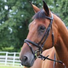 Padded Bridle + Rubber Reins